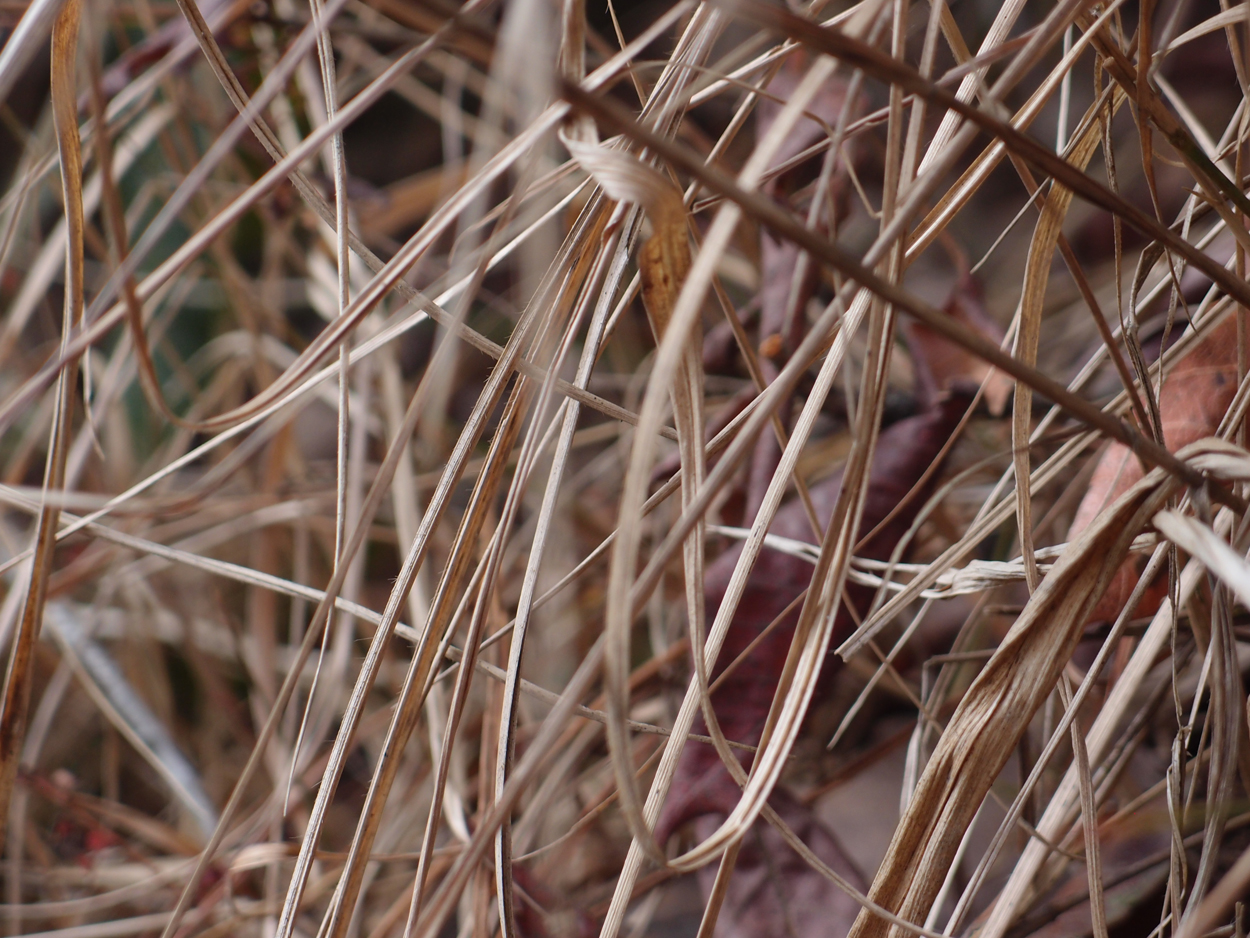 2018-01-16 12 Uhr - Im Shivapuri Nagarjun National Park (Nagi Gumba) (Foto) 